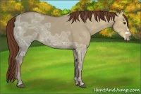 Horse Color:Red Dun Ice Frame 