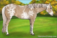 Horse Color:White Spotted Palomino Ice 
