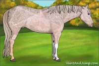 Horse Color:Chocolate Palomino Ice