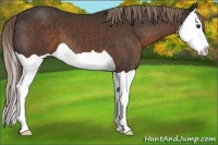 Horse Color:Liver Chestnut Splash 