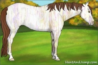 Horse Color:Red Dun Ice