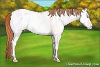 Horse Color:Buckskin Ice Roan Pearl