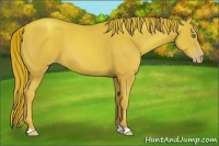 Horse Color:Gold Champagne