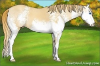 Horse Color:White Spotted Gold Champagne Splash