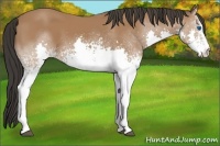 Horse Color:White Spotted Bay Splash