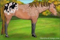 Horse Color:Painted Bay Ice Appaloosa 