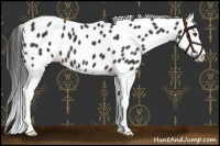 Horse Color:Liver Chestnut Splash Appaloosa 