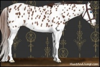 Horse Color:Chestnut Splash Near Leopard 