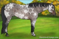 Horse Color:Brown Ice Roan
