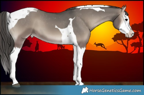 Horse Color:Grullo Onyx Splash Tobiano Appaloosa 