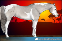 Horse Color:Grullo Onyx Splash Tobiano Appaloosa 