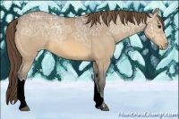 Horse Color:Buckskin Ice Appaloosa 