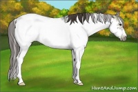 Horse Color:Liver Chestnut Ice Sabino Frame 