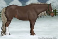 Horse Color:Liver Chestnut 