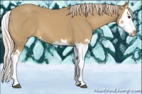 Horse Color:Palomino Splash