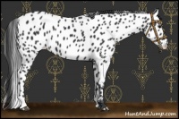 Horse Color:Black Appaloosa