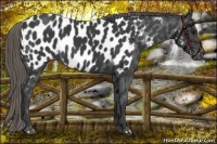 Horse Color:Smoky Black Appaloosa