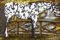 Horse Color:Smoky Black Appaloosa