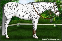 Horse Color:Black Appaloosa