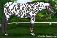 Horse Color:Black Near Leopard 