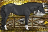 Horse Color:Black 