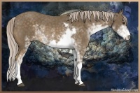 Horse Color:Chocolate Palomino Sabino Rabicano