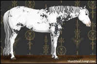 Horse Color:Black Sabino