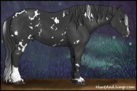 Horse Color:White Spotted Black Sabino 