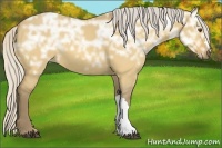Horse Color:Silver Buckskin Ice Dun 