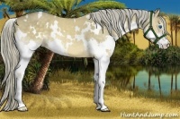 Horse Color:White Spotted Chocolate Palomino Dun Splash