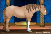 Horse Color:Bay Pearl 