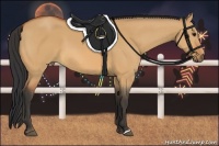 Horse Color:Bay Dun