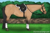 Horse Color:Bay Dun