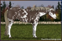 Horse Color:Liver Chestnut Sabino