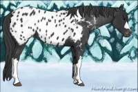 Horse Color:Black Appaloosa