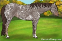 Horse Color:Liver Red Ice Roan 