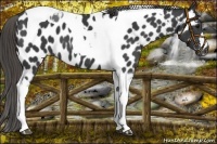Horse Color:Smoky Black Tobiano Appaloosa 