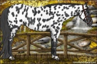 Horse Color:Black Near Leopard 