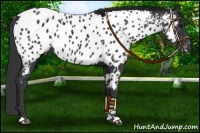 Horse Color:Black Appaloosa