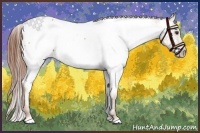 Horse Color:Chestnut Appaloosa 