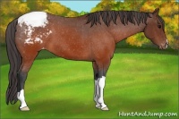 Horse Color:Brown Appaloosa