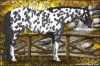 Horse Color:Black Appaloosa Rabicano 