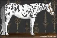 Horse Color:Black Splash Near Leopard 