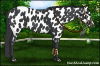 Horse Color:Black Near Leopard 