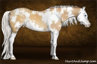 Horse Color:White Spotted Silver Sable Champagne Splash 