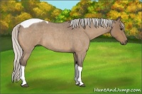 Horse Color:Silver Buckskin Roan Tobiano 