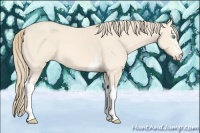 Horse Color:White Spotted Perlino 