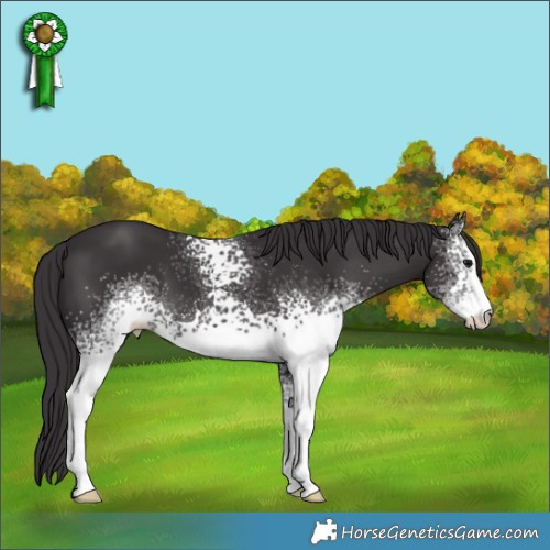 Horse Color:White Spotted Smoky Black