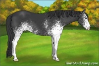 Horse Color:White Spotted Smoky Black 