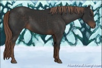 Horse Color:Liver Chestnut 